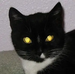 Eyeshine from retroreflectors of the transparent sphere type is clearly visible in this cat\'s eyes Eyeshine from retroreflectors of the transparent sphere type is clearly visible in this cat\'s eyes