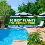 Creating a Tranquil Oasis: 5 Pool Landscaping Ideas for a Serene Retreat